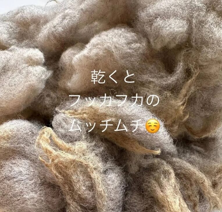 hinata洗剤で洗ったフッカフカの国産サフォーク原毛