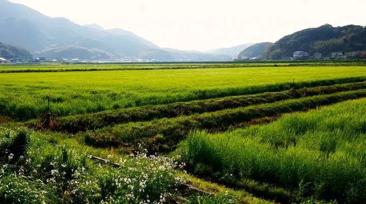 糸島の田んぼ