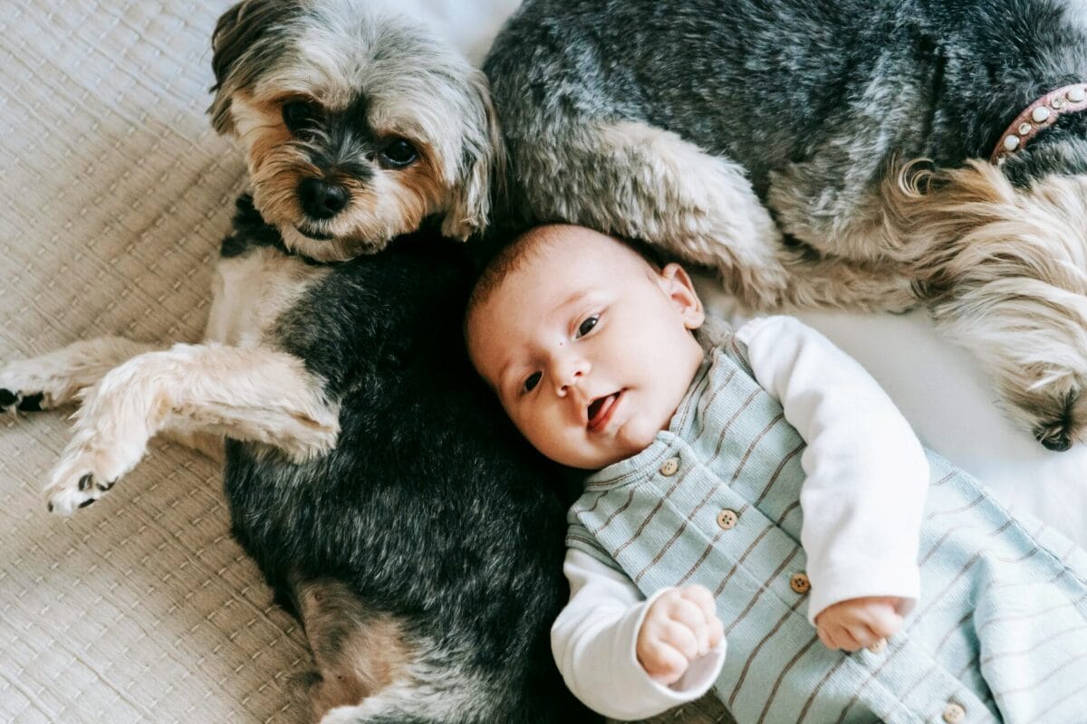 犬と赤ちゃんの画像